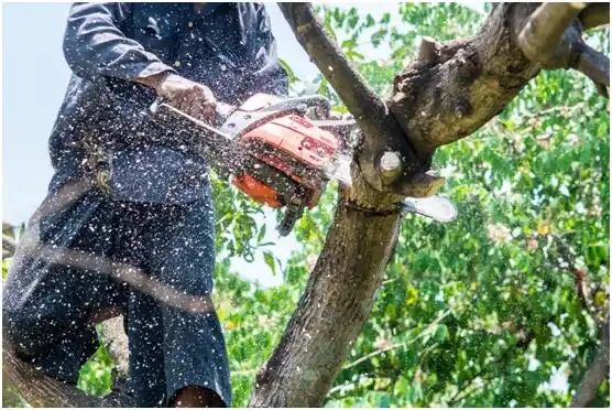 tree services Hazleton